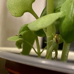 Australomisidia rosea