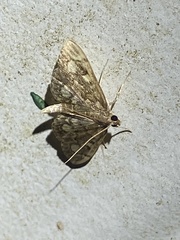Anania coronata
