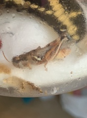 Melanoplus devastator