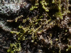 Frullania hattoriana