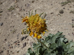 Enceliopsis nudicaulis