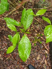 Pavetta australiensis