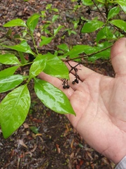 Pavetta australiensis