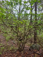 Pavetta australiensis