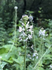 Romanschulzia arabiformis