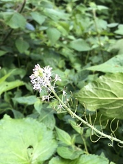 Romanschulzia arabiformis