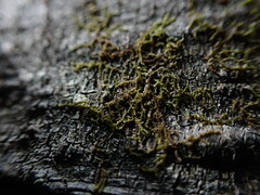 Frullania hattoriana
