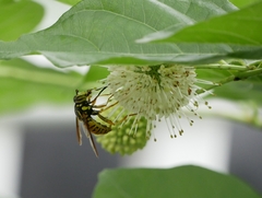 Spilomyia alcimus
