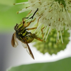 Spilomyia alcimus