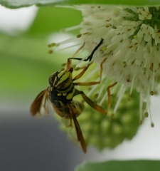 Spilomyia alcimus