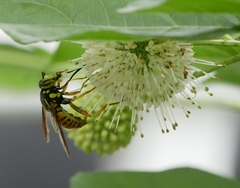 Spilomyia alcimus