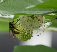 Spilomyia alcimus
