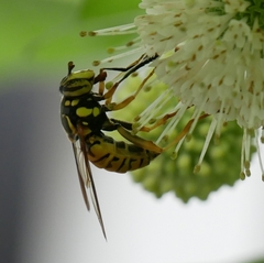 Spilomyia alcimus