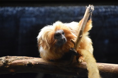 Leontopithecus rosalia