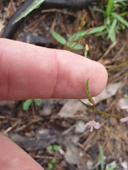 Desmodium varians