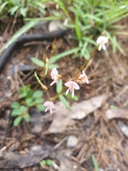 Desmodium varians