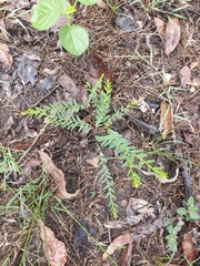 Phyllanthus virgatus