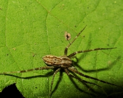 Hygropoda