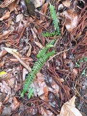 Blechnum medium
