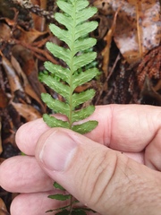 Blechnum medium