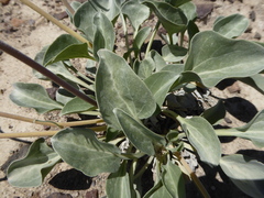 Enceliopsis nudicaulis