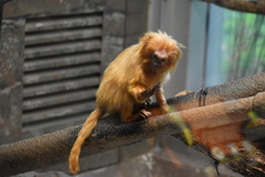 Leontopithecus rosalia