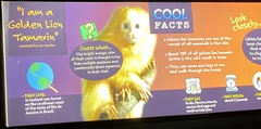 Leontopithecus rosalia