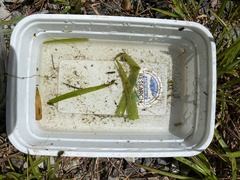 Vallisneria spiralis