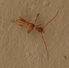 Aneflomorpha lineare