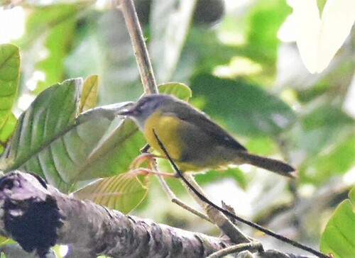 White-lored Warbler (Myiothlypis conspicillata), photo 5