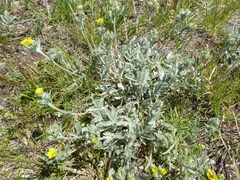 Potentilla effusa