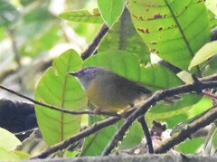 Myiothlypis conspicillata