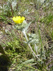 Potentilla effusa