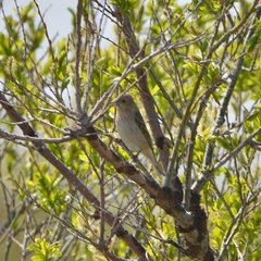Carpodacus erythrinus grebnitskii