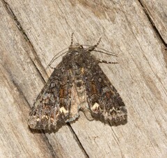 Melanchra pulverulenta