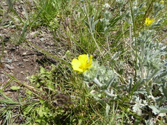 Potentilla effusa