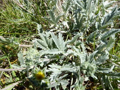 Potentilla effusa