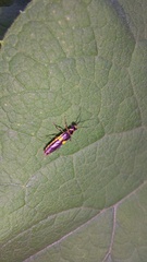 Trypherus frisoni