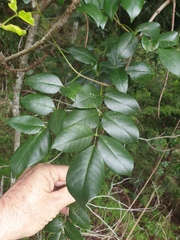 Pandorea jasminoides