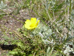 Potentilla effusa