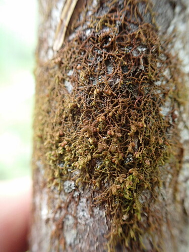 Frullania hattoriana