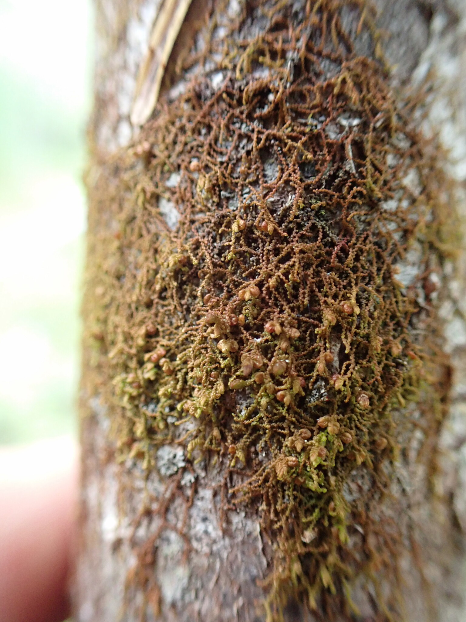 Frullania hattoriana