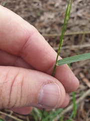 Digitaria parviflora