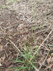 Digitaria parviflora