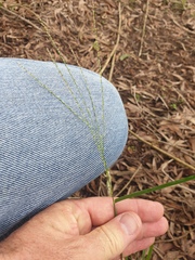 Digitaria parviflora