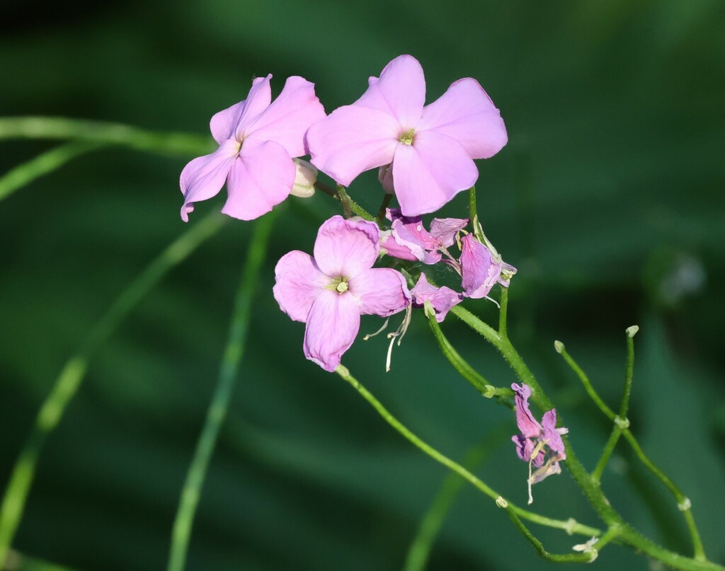 dame-s-rocket-from-village-of-woodstock-woodstock-vt-05091-usa-on