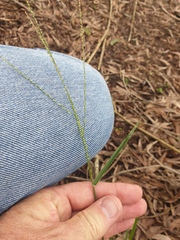 Digitaria parviflora
