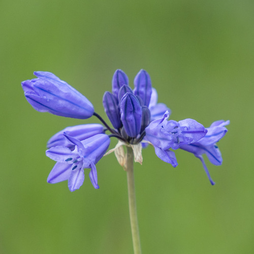 iNaturalist observation 2022-06-09
