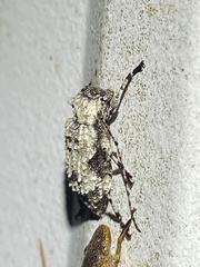 Leptostylus asperatus