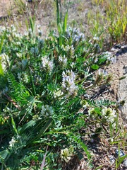 Astragalus austrosibiricus